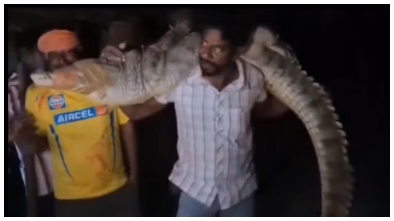 man carrying an eight foot long crocodile 