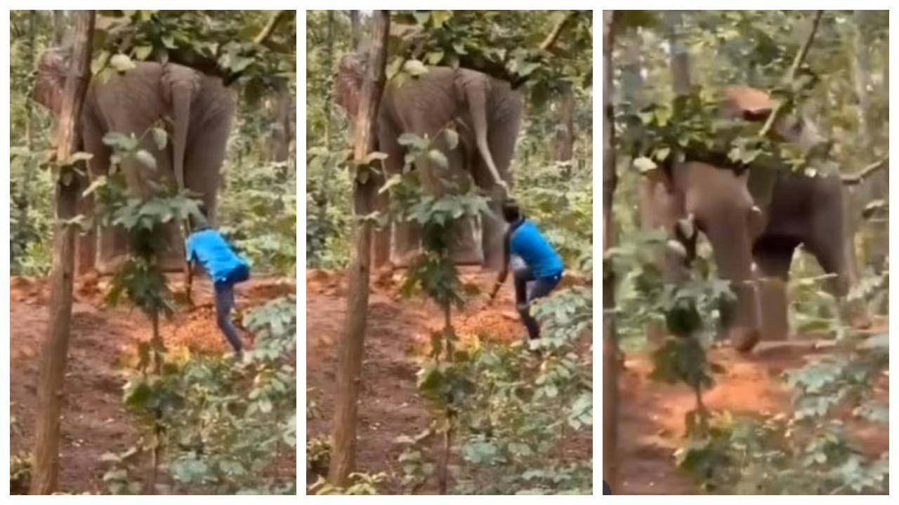 man pulling the elephant by its tail man pulling the elephant by its tail