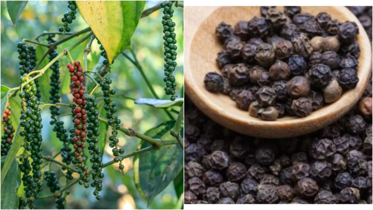 Black Pepper Black Pepper