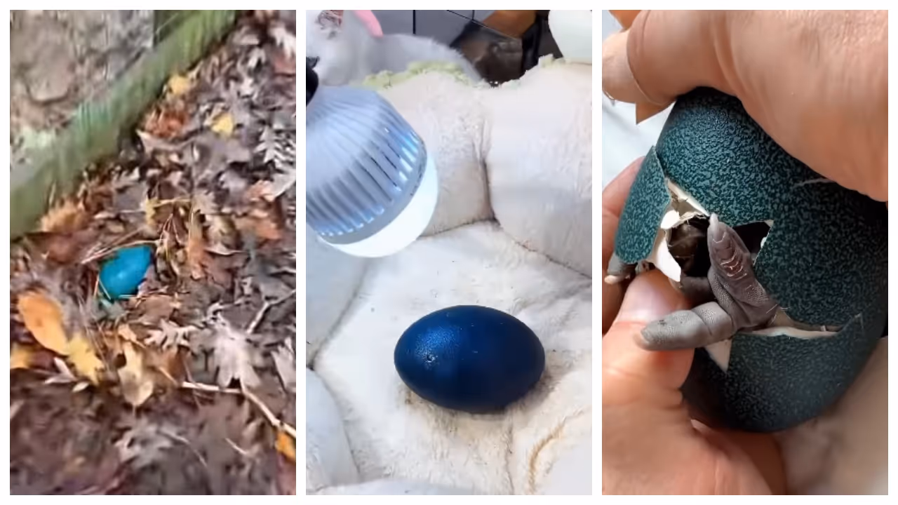  emu hatched from the blue egg