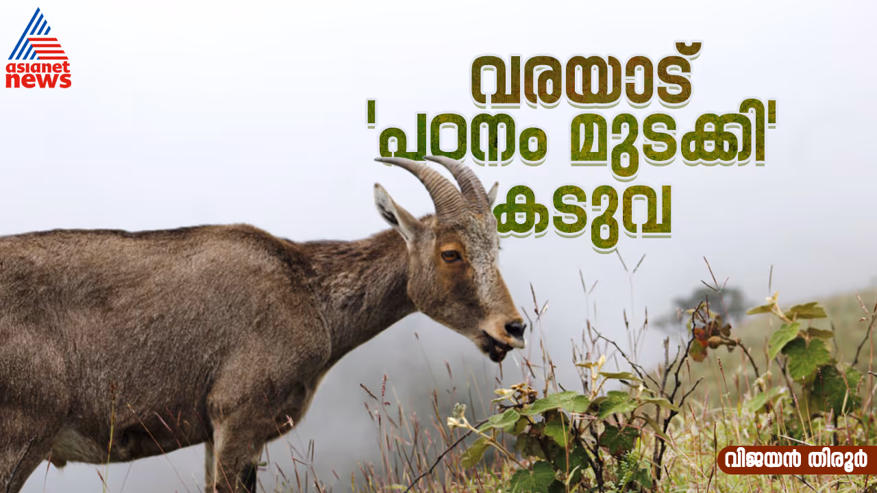 Project Nilgiri Tahr Project Nilgiri Tahr