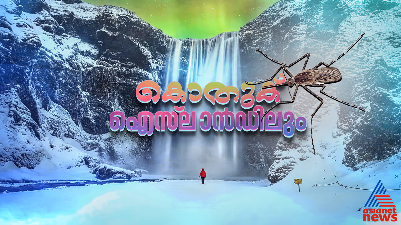 Mosquitoes in Iceland 