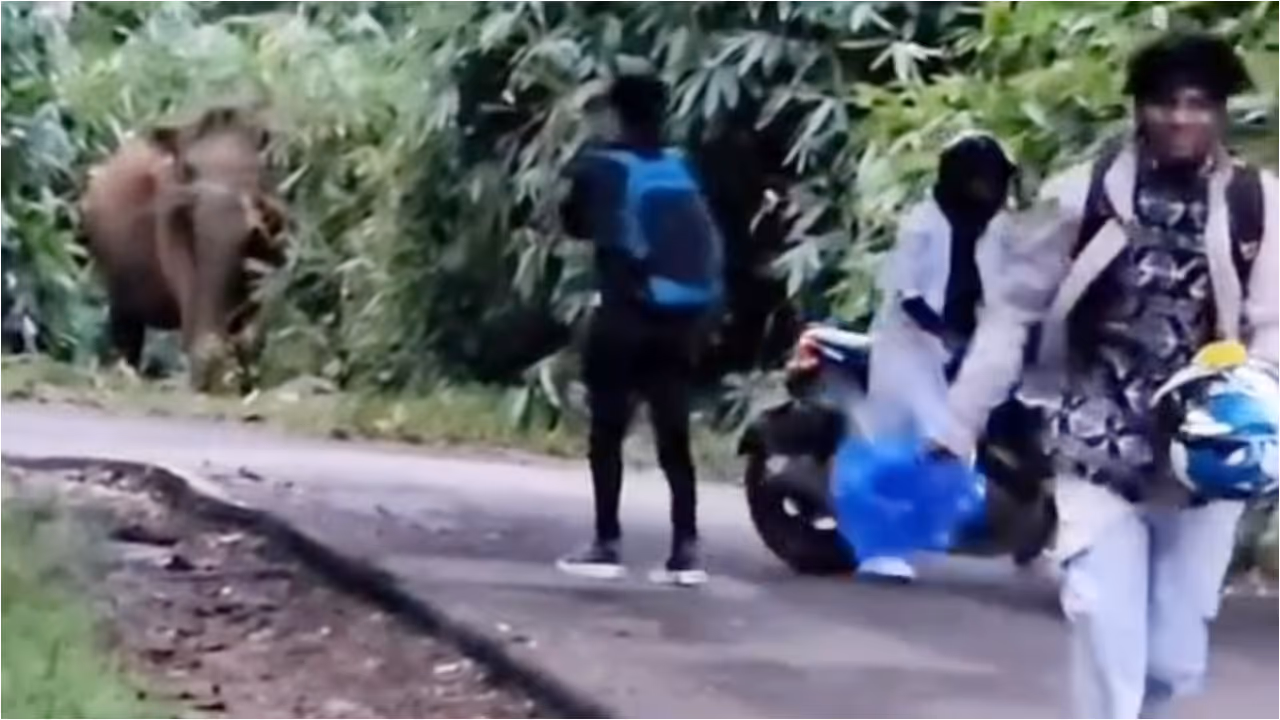 Elephant provoked thrissur Elephant provoked thrissur