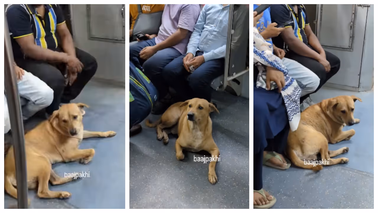 Stray dog __seeks shelter in metro coach to escape Diwali fireworks Stray dog __seeks shelter in metro coach to escape Diwali fireworks