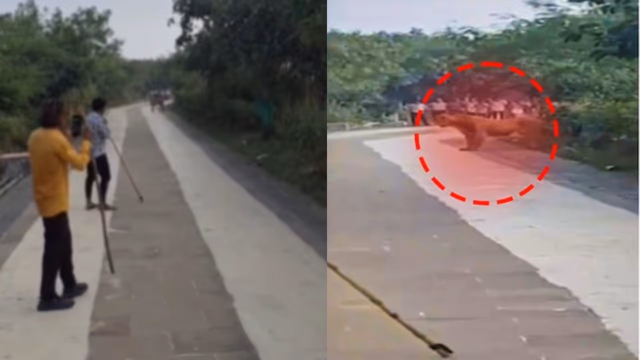 Lion scares Lion scares