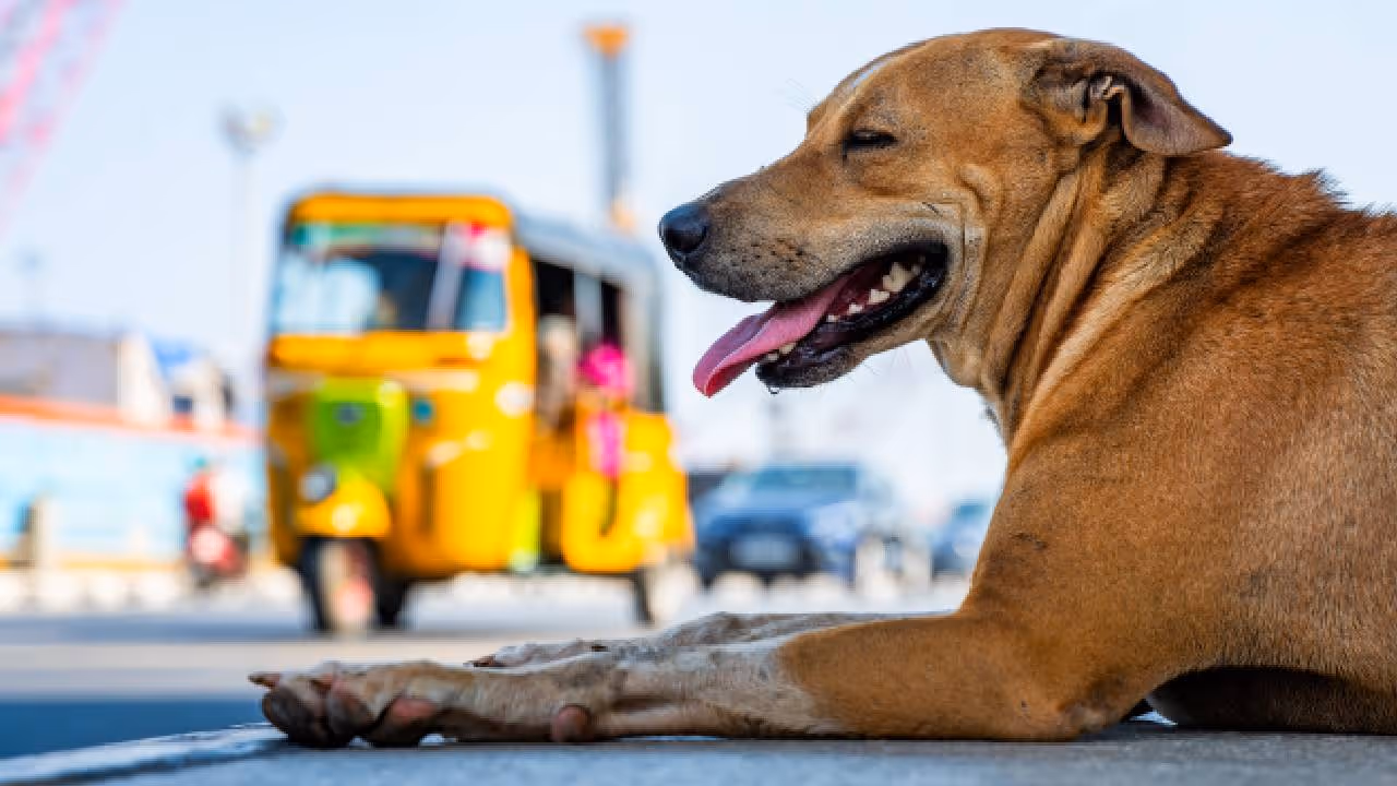 street dog street dog