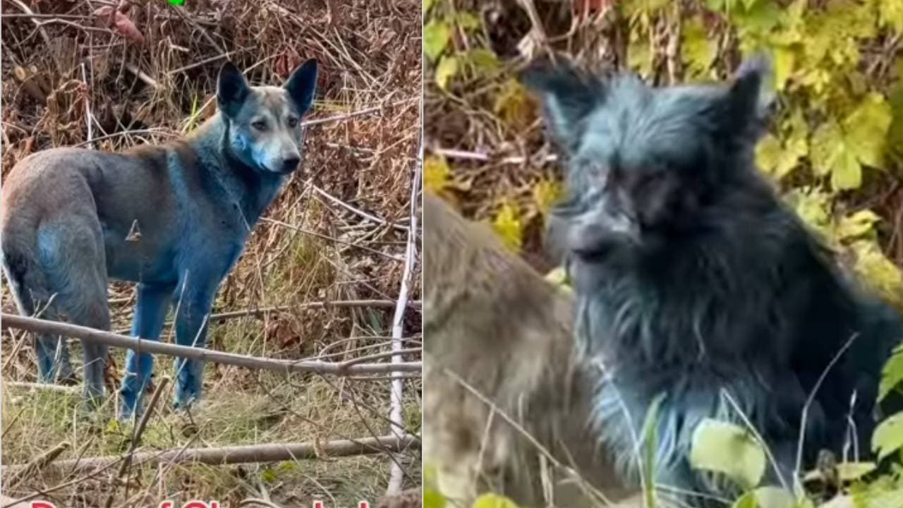 Chernobyl dogs turn blue