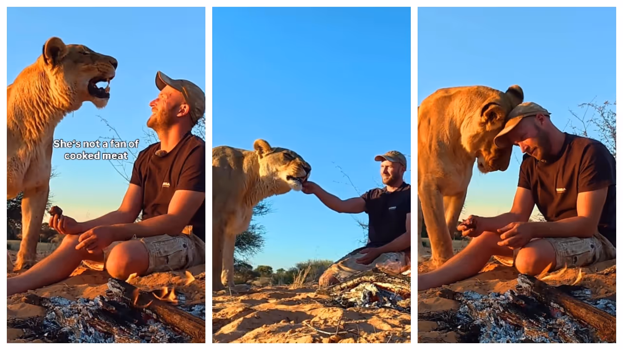man eats a piece of meat from a prey hunted by a lioness man eats a piece of meat from a prey hunted by a lioness