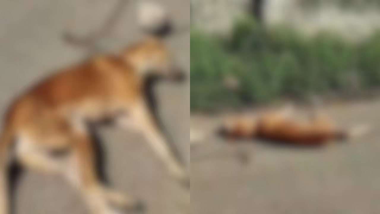 palakkad strat dog attack palakkad strat dog attack