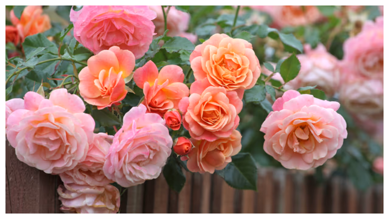 rose plant rose plant