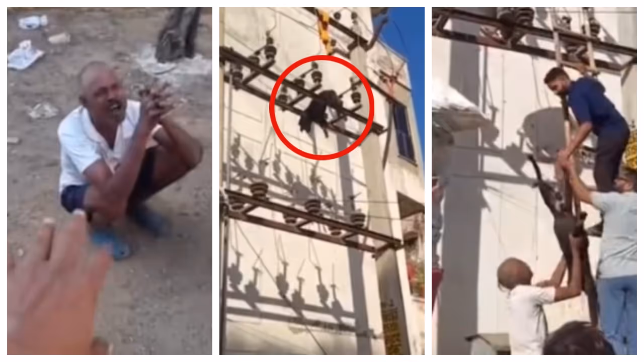 Dog killed by being thrown onto electric line