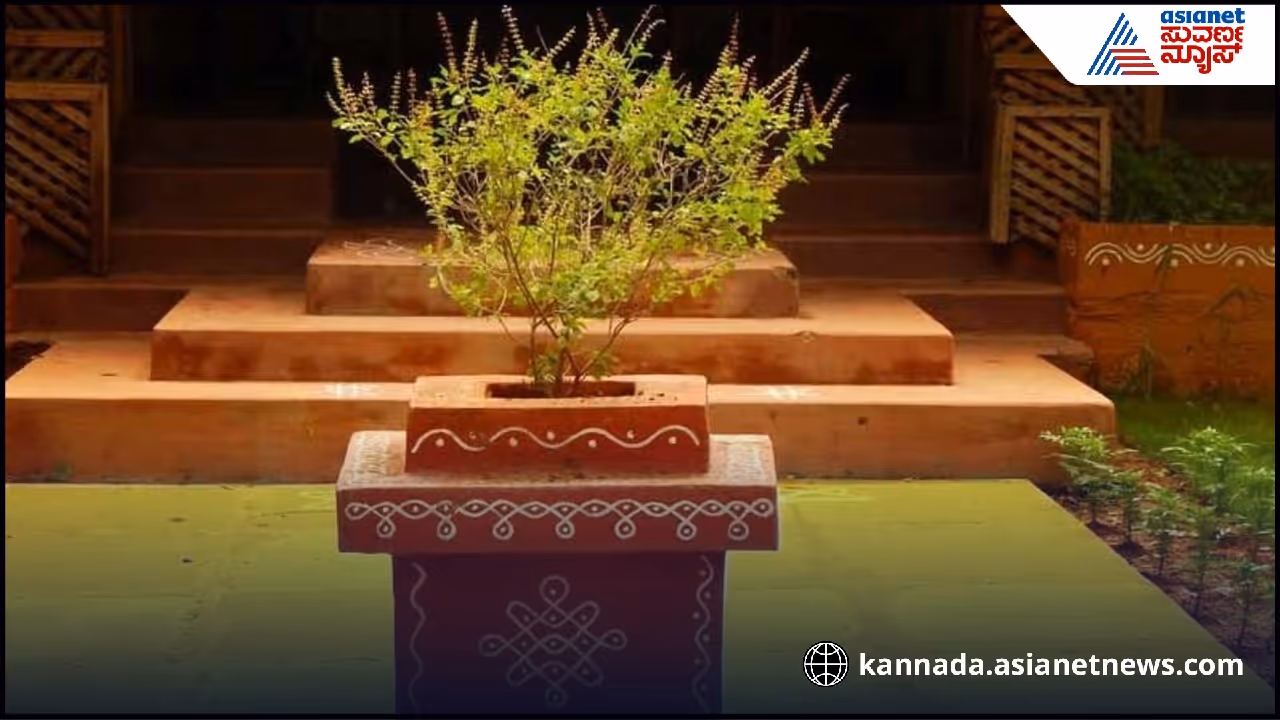 tulsi plant vastu tips
