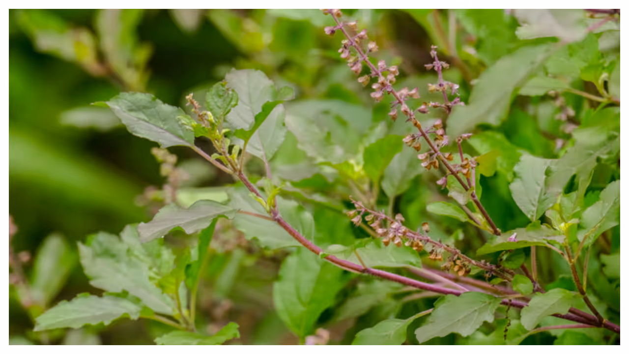 tulsi plant tulsi plant