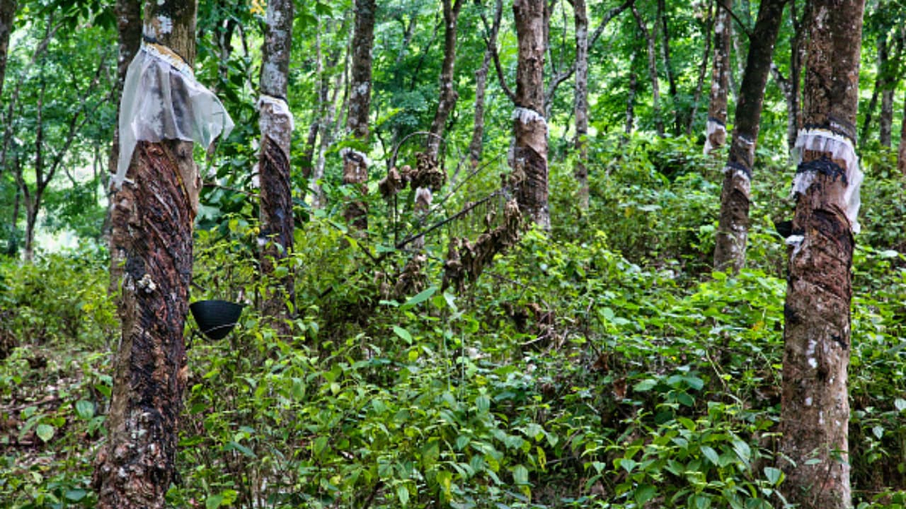 rubber plantation rubber plantation