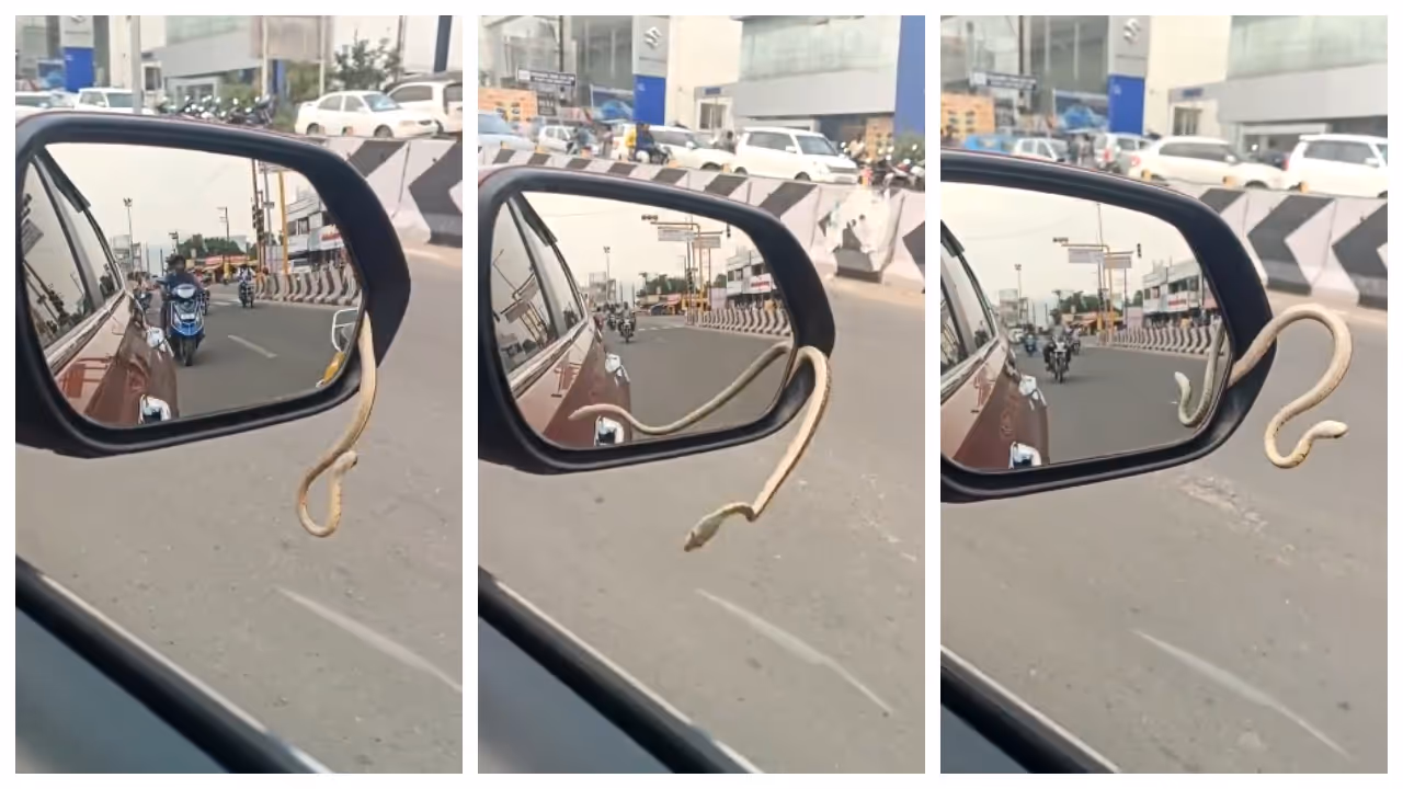 Snake in the car's side mirror Snake in the car's side mirror