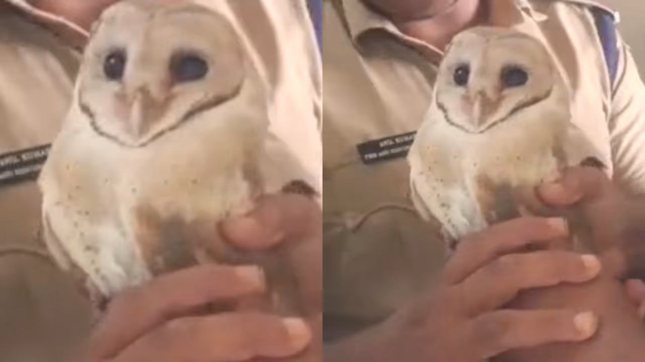 silver owl silver owl