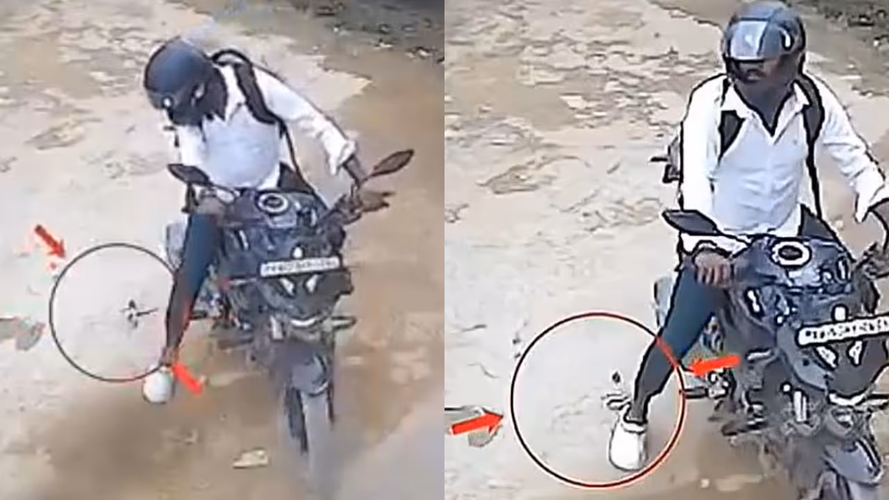 snake bite snake bite