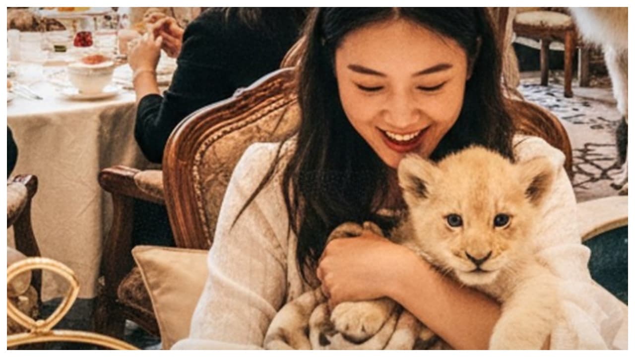  Chinese resort offers chance to play with lion cubs