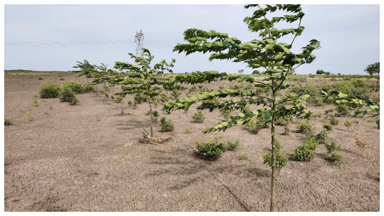 Malabar neem cultivation