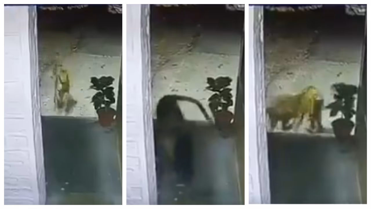 leopard at police station 