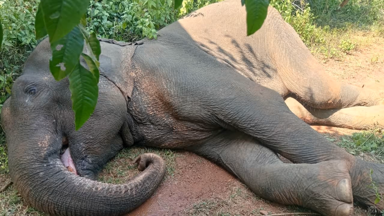 ailing makhna elephant