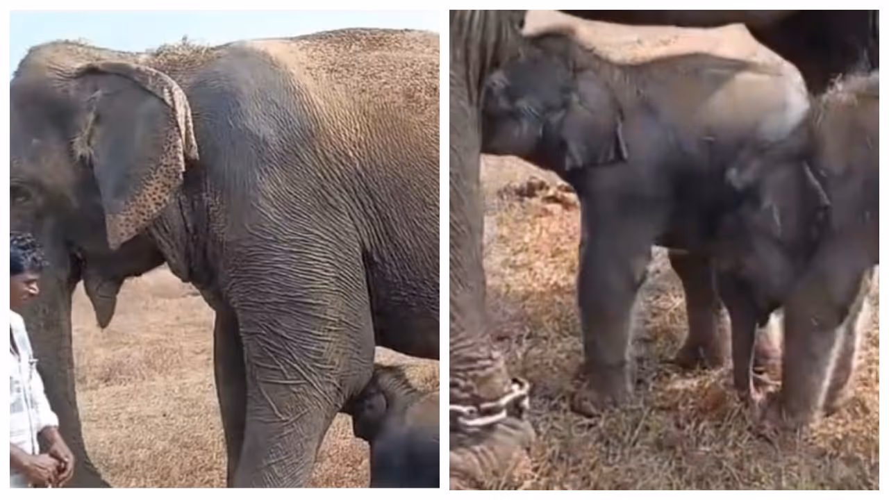 57 year old elephant Anarkali gives birth to twin calves 57 year old elephant Anarkali gives birth to twin calves