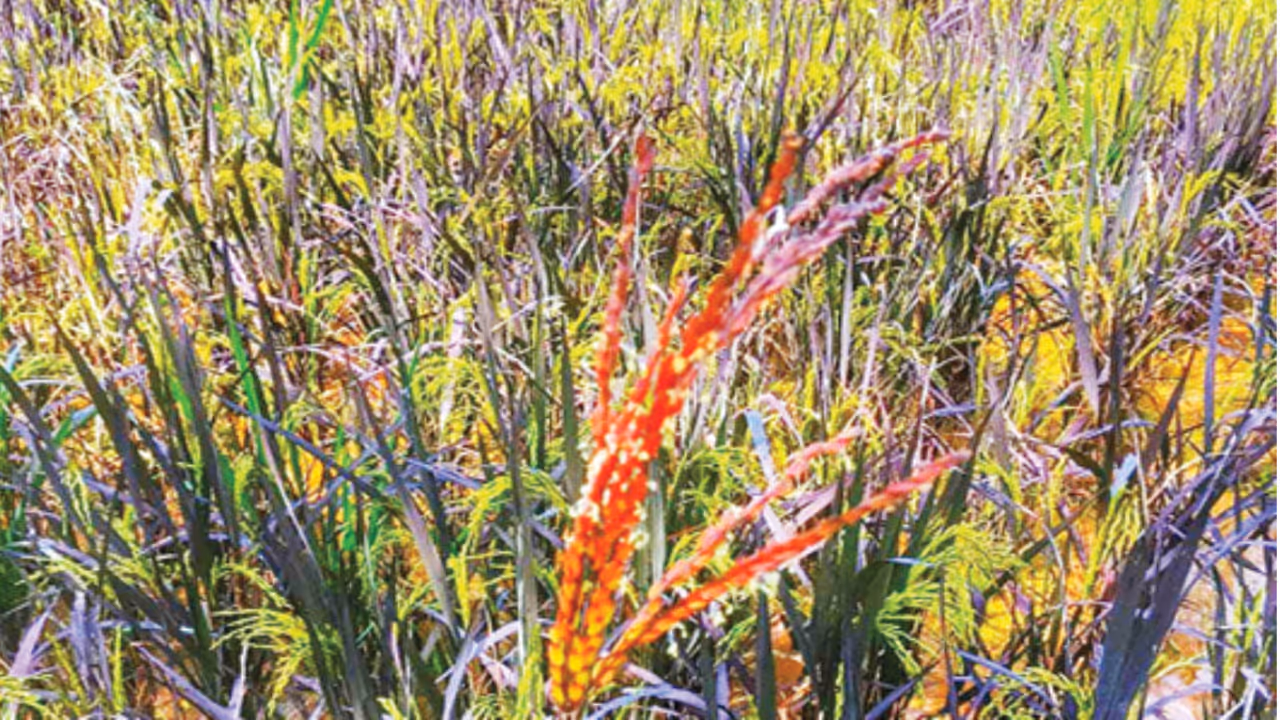 special nasrbath rice flower special nasrbath rice flower