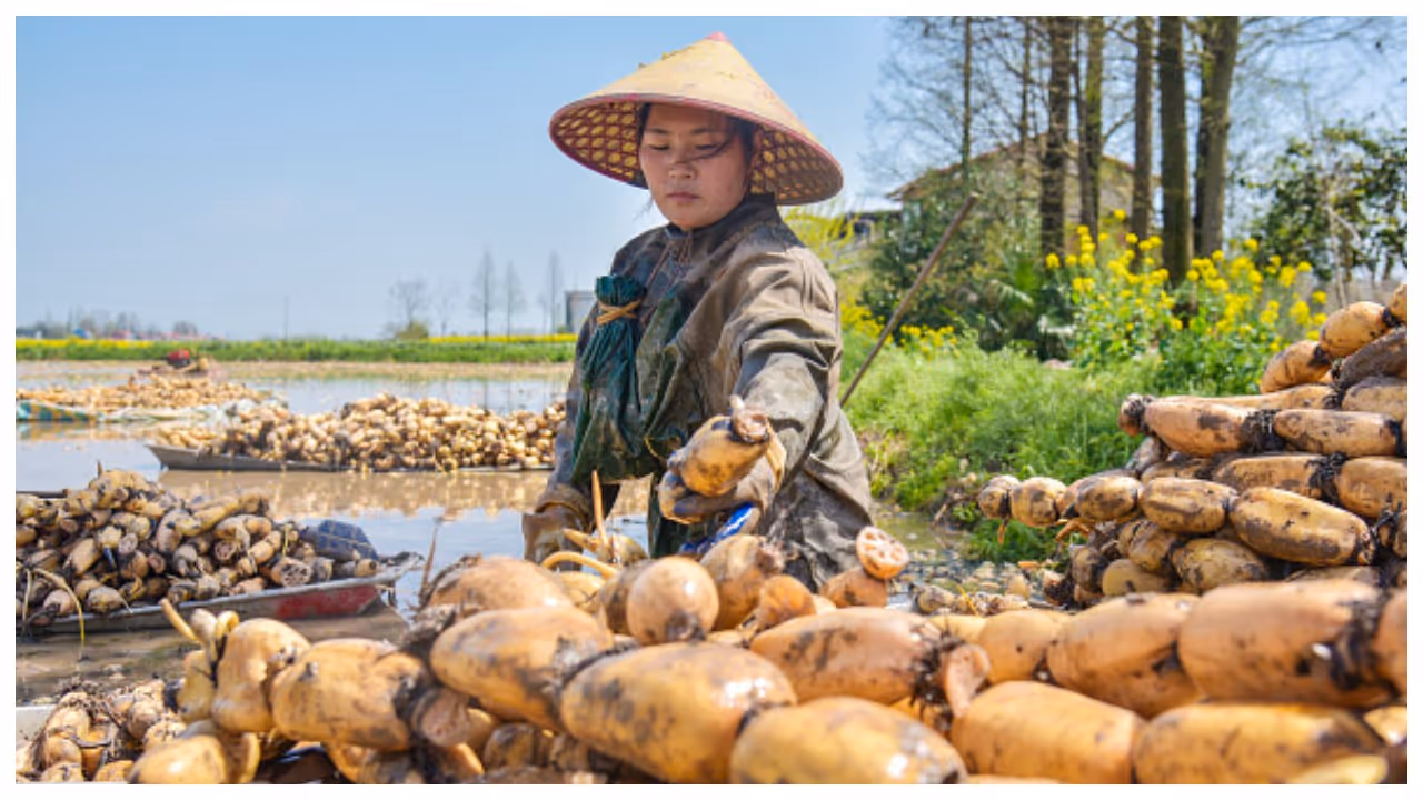 Lotus root harvesting in china