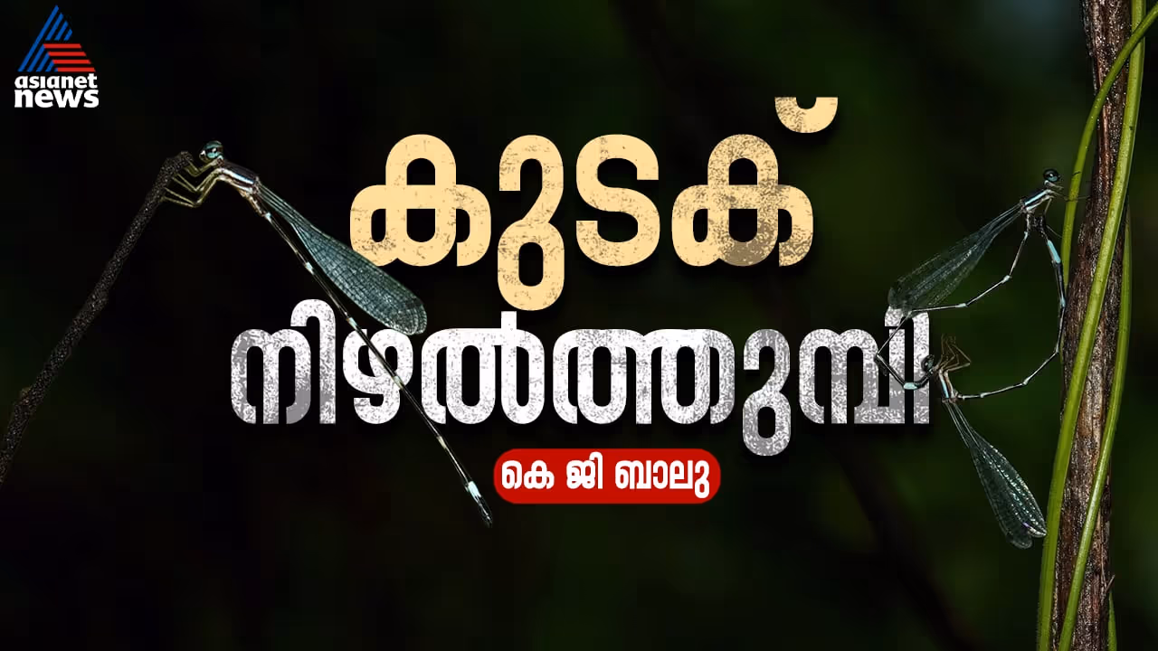 Protosticta sooryaprakashi