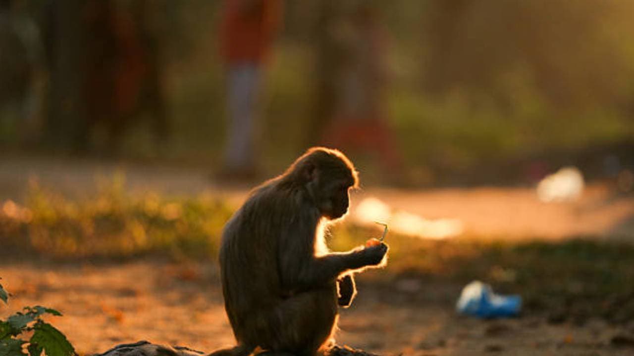 monkey theft monkey theft