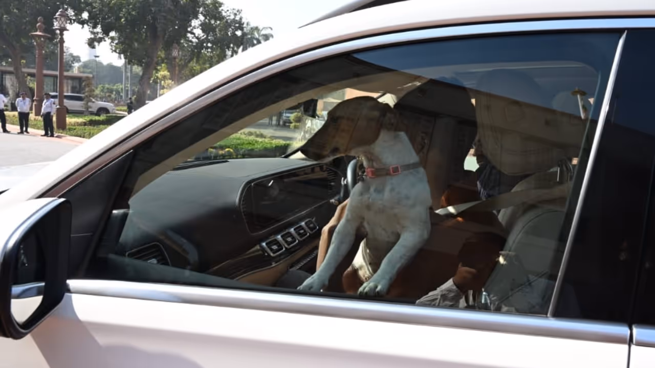 Congress MP Brings Dog To Parliament