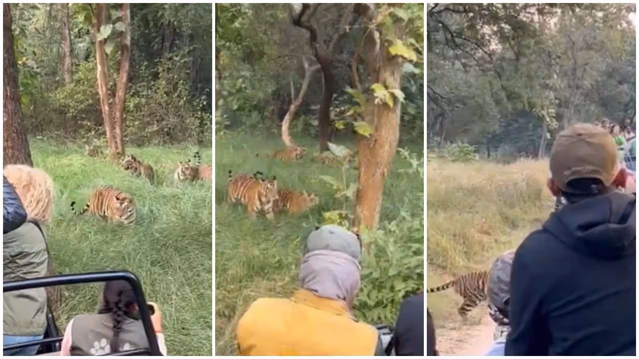 Visitors block the path of five tigers for selfies Visitors block the path of five tigers for selfies
