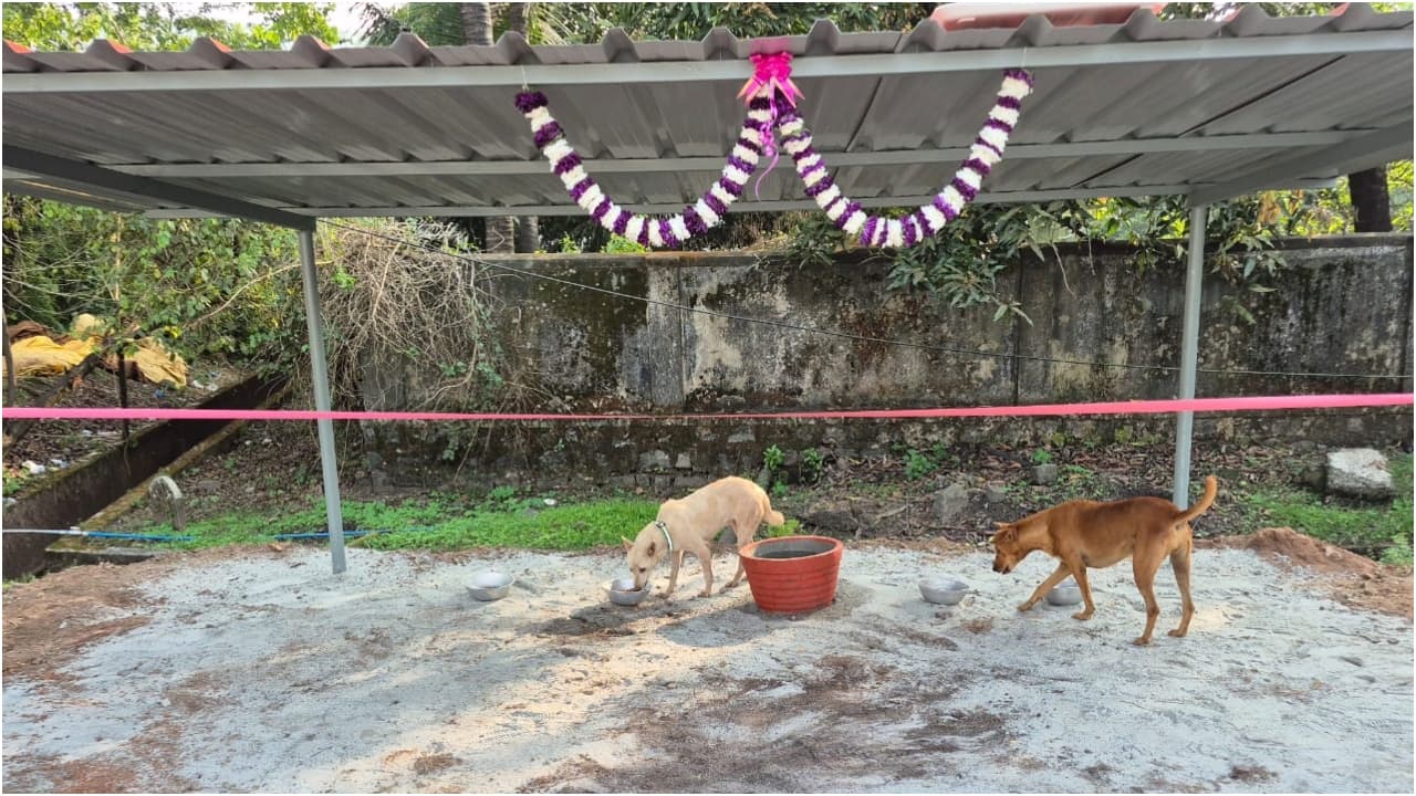 Stray dog care in Mangaluru