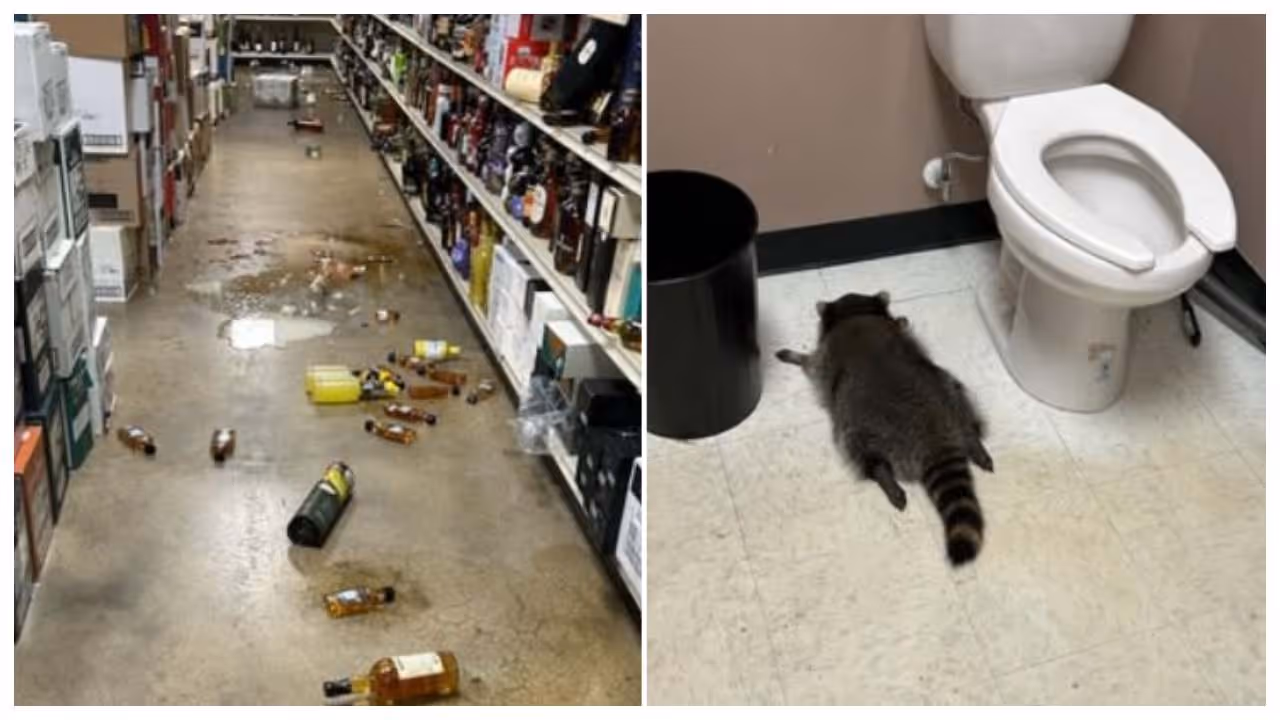 Drunken Rangoon spotted in US liquor store bathroom