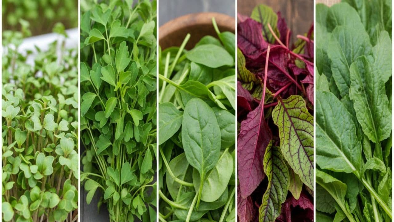 quick harvest vegetables home garden