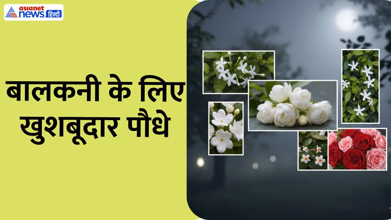 Fragrant flower plants for balcony Fragrant flower plants for balcony