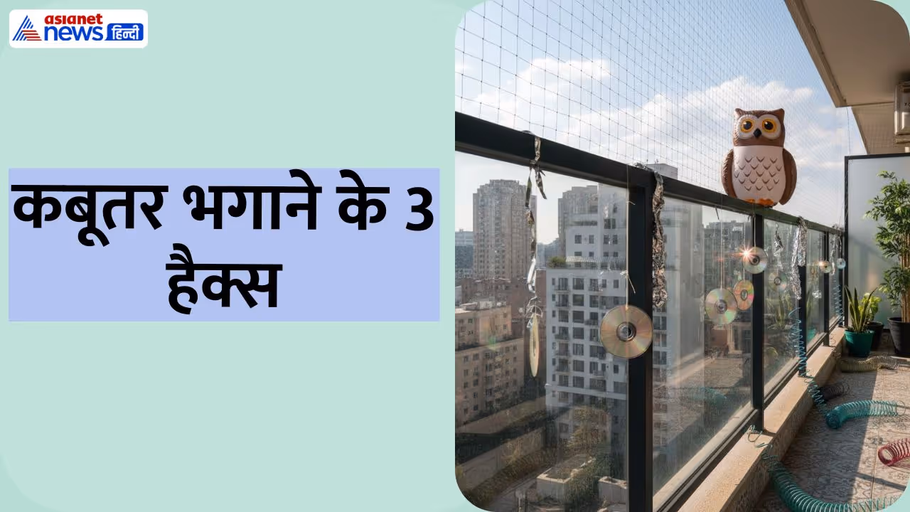 3 hacks to get rid of pigeon 3 hacks to get rid of pigeon