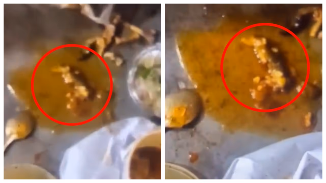 dead lizard was found in chicken curry dead lizard was found in chicken curry