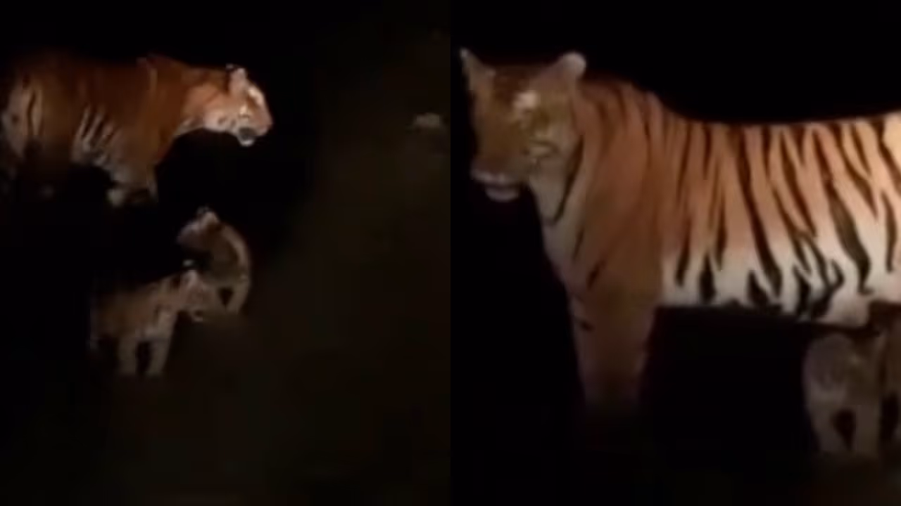 Munnar tiger Munnar tiger