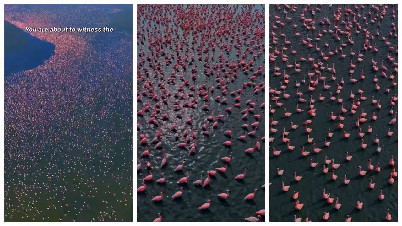 Flamingos at Sambhar Salt Lake Flamingos at Sambhar Salt Lake