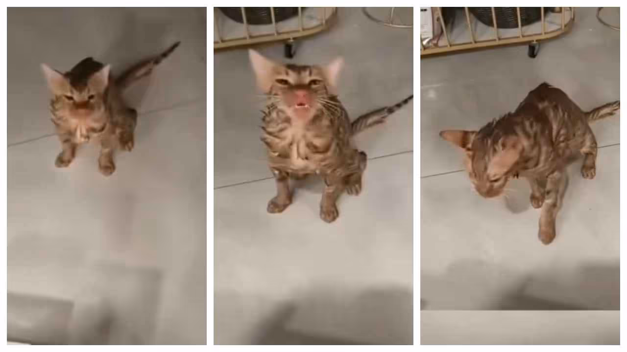 Cat survive 10 minutes washing machine spin Cat survive 10 minutes washing machine spin