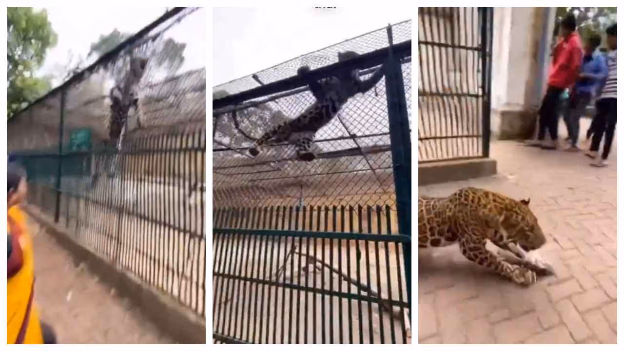 leopard jumped out of its cage AI video leopard jumped out of its cage AI video