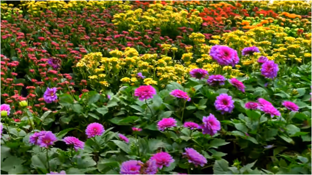 Flower Show Flower Show