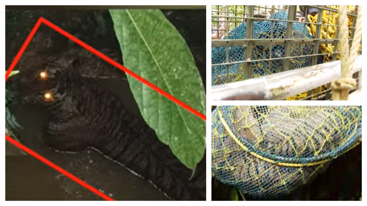 tiger rescue tiger rescue