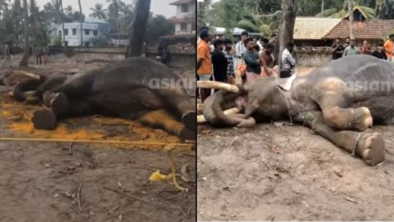 Nellikkat Mahadevan Nellikkat Mahadevan