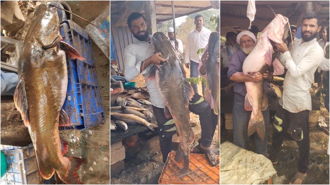 Davanagere fish Davanagere fish