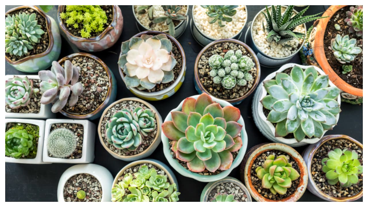 home garden home garden