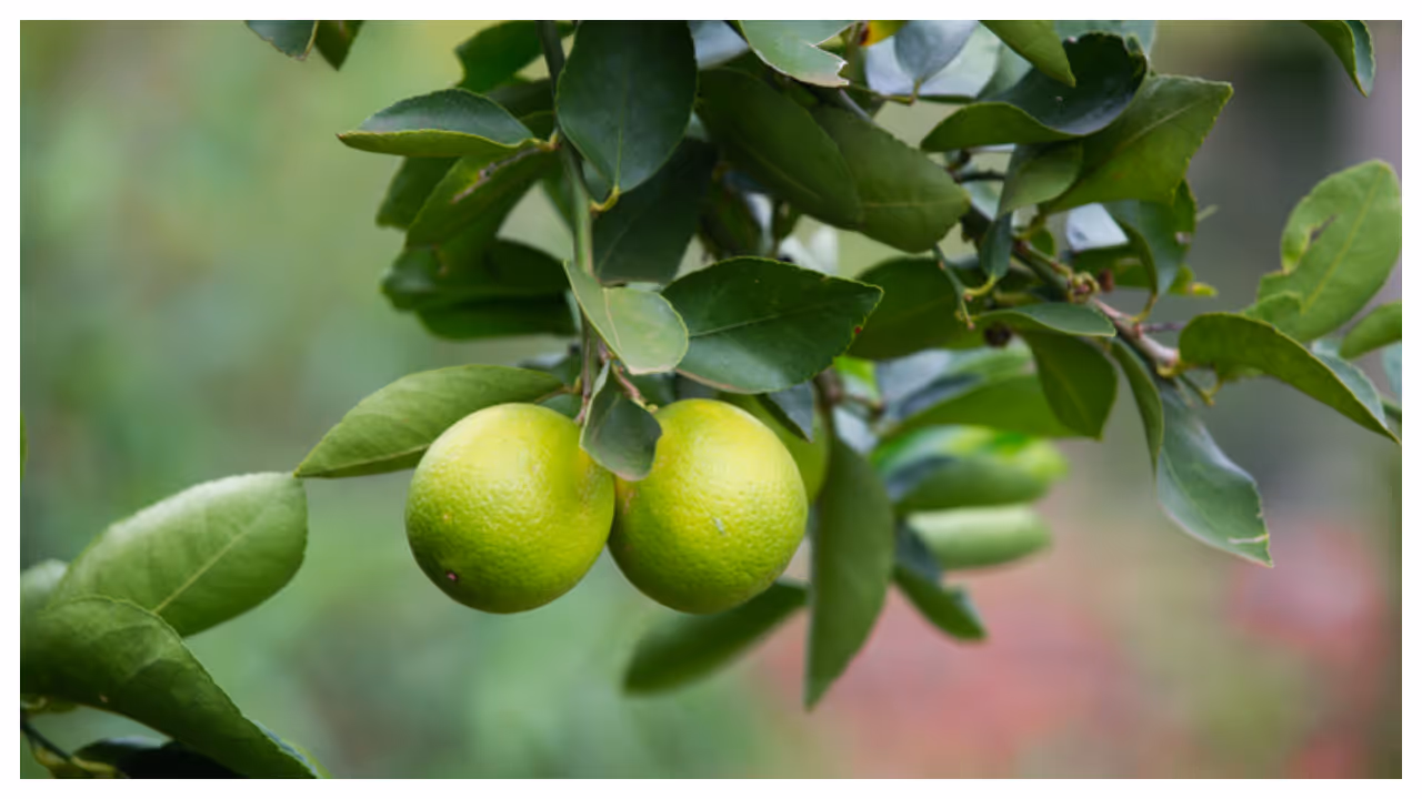 lemon plant lemon plant