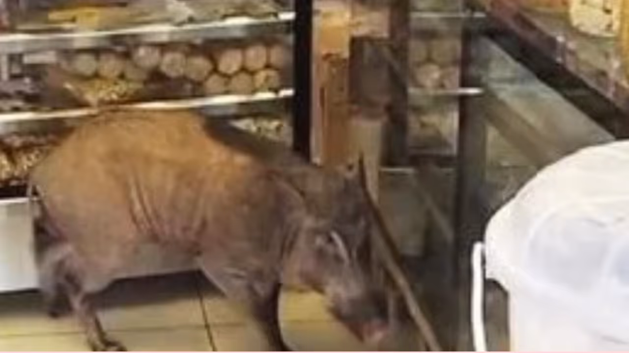 wild boar enters bakery in Kerala wild boar enters bakery in Kerala