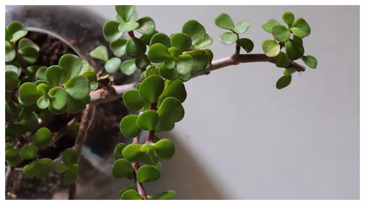 jade plant jade plant